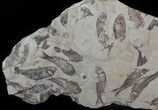 Fossil Fish (Gosiutichthys) Mortality Plate - Lake Gosiute #63155-2